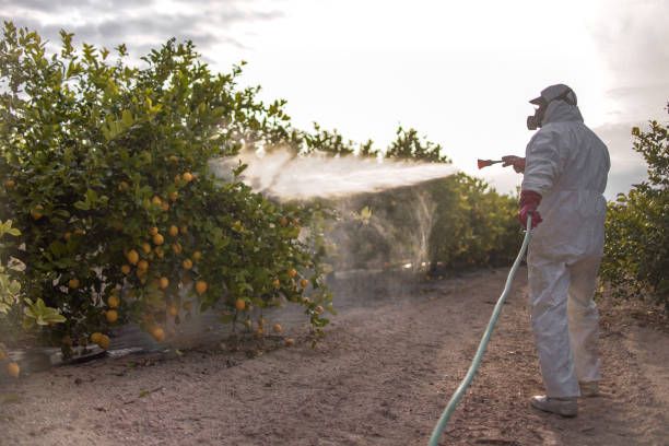 Best Wasp Removal Services  in Vernon, AL